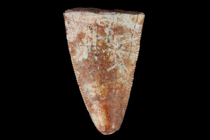 Serrated, Fossil Phytosaur (Redondasaurus) Tooth - New Mexico #133323